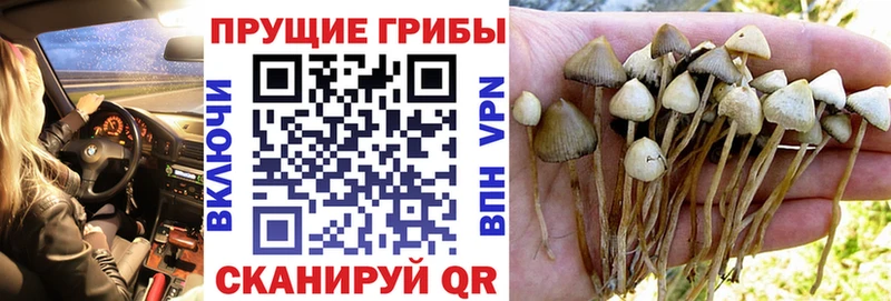 blacksprut ССЫЛКА  Ядрин  Псилоцибиновые грибы Psilocybe 